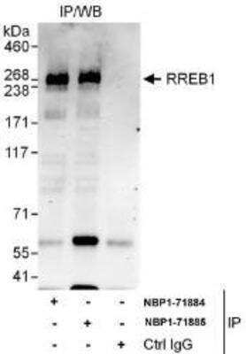 Immunoprecipitation: RREB1 Antibody [NBP1-71884]