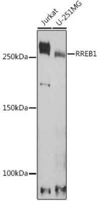 Western Blot: RREB1 AntibodyAzide and BSA Free [NBP3-15972]