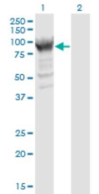 Western Blot: RRM1 Antibody (2D11) [H00006240-M08]