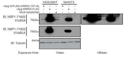 Western Blot: RRN3 Antibody [NBP1-71822]