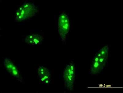 Immunocytochemistry/ Immunofluorescence: RRP12 Antibody [H00023223-B01P]
