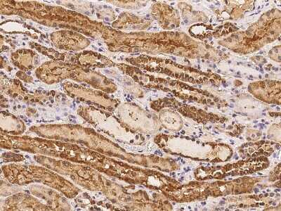Immunohistochemistry-Paraffin: RRP36 Antibody [NBP2-98183]