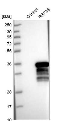 Western Blot: RRP36 Antibody [NBP1-86758]