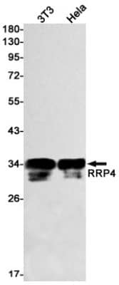 Western Blot: RRP4 Antibody (S02-7D6) [NBP3-19765]