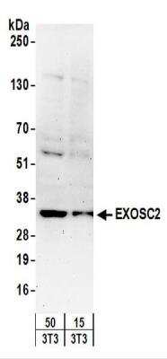 Western Blot: RRP4 Antibody [NBP2-22240]