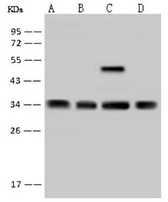 Western Blot: RRP4 Antibody [NBP2-97759]