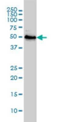 Western Blot: RRP9 Antibody (1E8) [H00009136-M01]