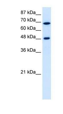 Western Blot: RRP9 Antibody [NBP1-57217]