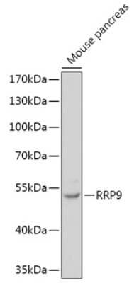 Western Blot: RRP9 AntibodyAzide and BSA Free [NBP2-94262]