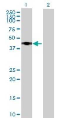 Western Blot: RRS1 Antibody [H00023212-B02P]