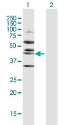 Western Blot: RRS1 Antibody [H00023212-D01P]