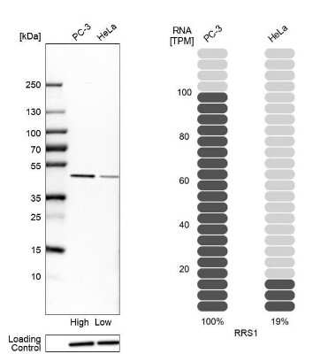 Western Blot: RRS1 Antibody [NBP2-30725]