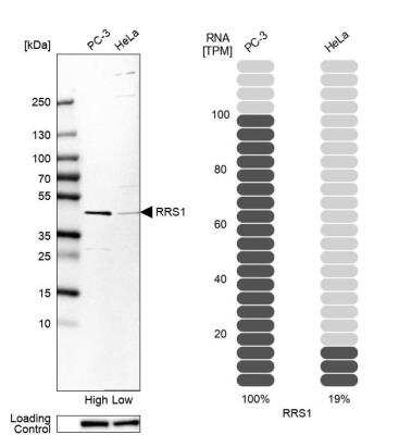 Western Blot: RRS1 Antibody [NBP2-49323]