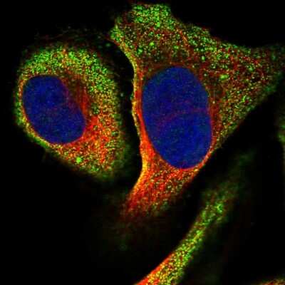 Immunocytochemistry/ Immunofluorescence: RSAD1 Antibody [NBP1-83772]