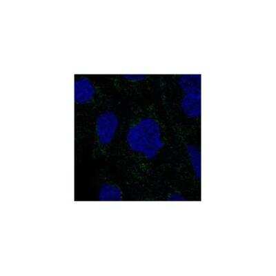 Immunocytochemistry/ Immunofluorescence: RSAD1 Antibody [NBP3-17433]