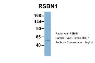 Western Blot: RSBN1 Antibody [NBP1-57652]