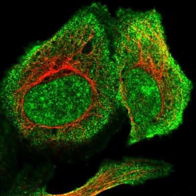 Immunocytochemistry/ Immunofluorescence: RSBN1L Antibody [NBP1-81902]