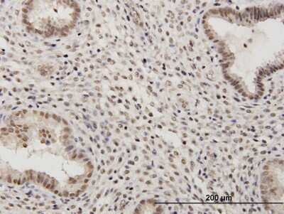 Immunohistochemistry-Paraffin: RSC1A1 Antibody [H00006248-B01P]