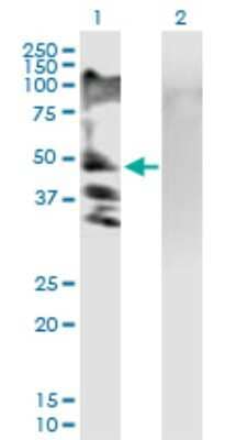 Western Blot: RSC1A1 Antibody [H00006248-B01P]