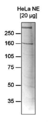 Western Blot: RSF1 Antibody (C.15200041) [NBP2-59285]