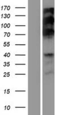 Western Blot: RSF1 Overexpression Lysate [NBP2-07015]