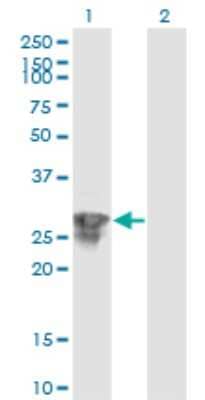 Western Blot: RSG1 Antibody (3G4) [H00079363-M02]