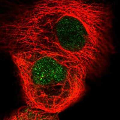 Immunocytochemistry/ Immunofluorescence: RSG1 Antibody [NBP2-58973]