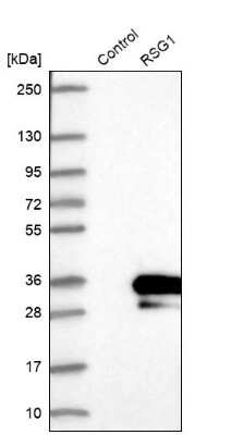 Western Blot: RSG1 Antibody [NBP1-88322]