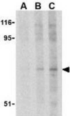 Western Blot: RSK1 AntibodyBSA Free [NBP1-76620]