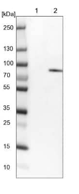 Western Blot: RSK1 Antibody [NBP1-89647]