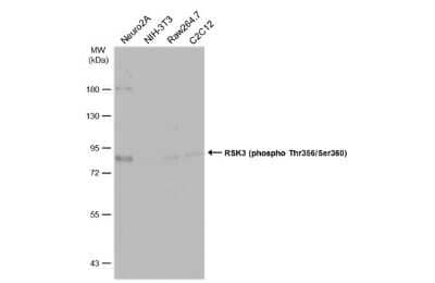 Western Blot: RSK3 [p Thr356, p Ser360] Antibody [NBP3-13247]