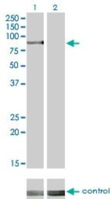 Western Blot: RSK3 Antibody (1F6) [H00006196-M01]
