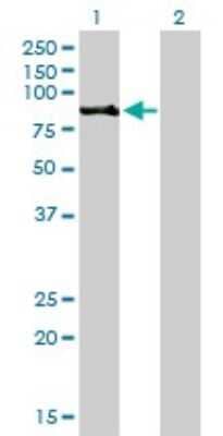 Western Blot: RSK3 Antibody (1F6) [H00006196-M01]