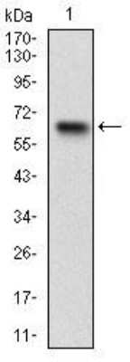 Western Blot: RSK3 Antibody (3C4C8)BSA Free [NBP2-52555]