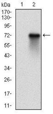 Western Blot: RSK3 Antibody (3C4C8)BSA Free [NBP2-52555]