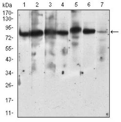 Western Blot: RSK3 Antibody (3C4C8)BSA Free [NBP2-52555]