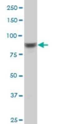 Western Blot: RSK4 Antibody (8E8) [H00027330-M04]