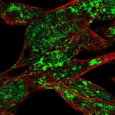 Immunocytochemistry/ Immunofluorescence: RSK4 Antibody [NBP1-87108]