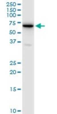 Western Blot: RSL1D1 Antibody [H00026156-B01P]