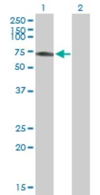 Western Blot: RSL1D1 Antibody [H00026156-B01P]