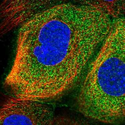 Immunocytochemistry/ Immunofluorescence: RSPH3 Antibody [NBP1-84245]