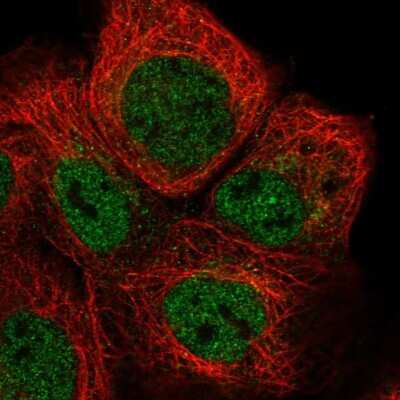 Immunocytochemistry/ Immunofluorescence: RSPH4A Antibody [NBP1-90572]