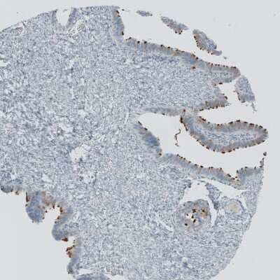 Immunohistochemistry-Paraffin: RSPH9 Antibody [NBP1-86750]
