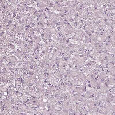 Immunohistochemistry-Paraffin: RSPH9 Antibody [NBP1-86750]