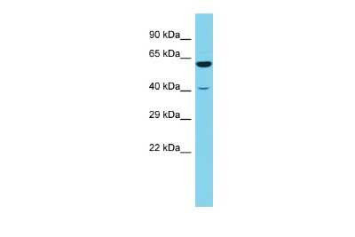 Western Blot: RSRC1 Antibody [NBP2-83481]