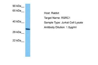 Western Blot: RSRC1 Antibody [NBP2-83484]