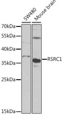 Western Blot: RSRC1 AntibodyBSA Free [NBP2-93020]