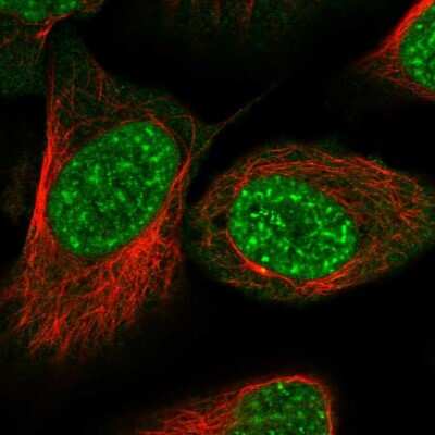 Immunocytochemistry/ Immunofluorescence: RSRC2 Antibody [NBP1-83787]