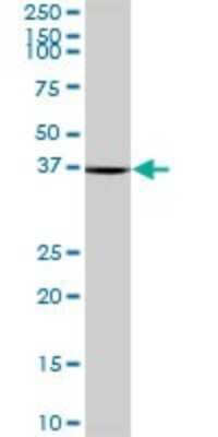 Western Blot: RTCD1 Antibody [H00008634-B01P]