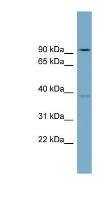 Western Blot: RTDR1 Antibody [NBP1-56493]